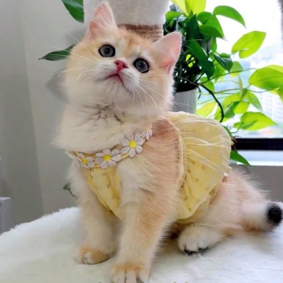 Cat Dress Thin Summer Anti-Shedding Kitten Princess Style Dresses For Scottish Fold & Kittens, Puppy Clothes