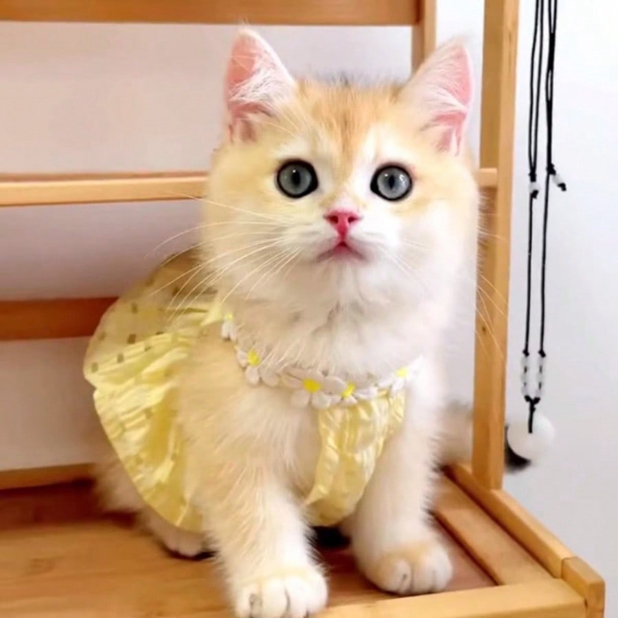 Cat Dress Thin Summer Anti-Shedding Kitten Princess Style Dresses For Scottish Fold & Kittens, Puppy Clothes